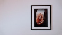 a framed picture of a lion hanging on a wall